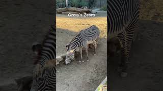 Grevy’s Zebra A Race Against Extinction wildlife zebra losangleszoo africa [upl. by Hanus]