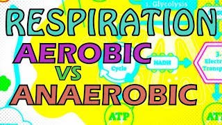 RESPIRATION  AEROBIC VS ANAEROBIC RESPIRATION  OXYGEN DEBT [upl. by Wagner]