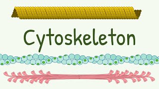 Cell Cytoskeleton Structure amp Functions  Microtubules  Thin Thick and Intermediate Filaments [upl. by Corin]