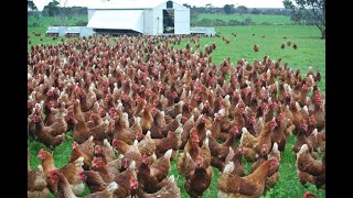 Amazing  Nearly 30 Thousand Chickens and Roosters All at Once out for feeding [upl. by Ridley]