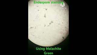 Endospores stainingusing Malachite greenscience biology education staining [upl. by Cirala]