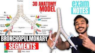 bronchopulmonary segments anatomy 3d  bronchial tree anatomy  anatomy of bronchopulmonary segments [upl. by Amabelle379]