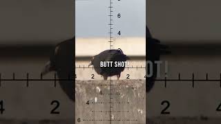 Butt Shot on a Sky Rat  Air Rifle Pest Control [upl. by Nellak]