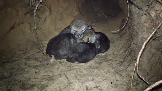 Wild wolf pups and wolf mother preparing the dens [upl. by Naus]