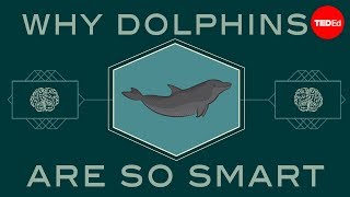 How smart are dolphins  Lori Marino [upl. by Noval]