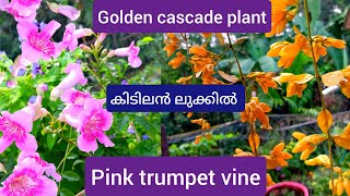 രണ്ട് ക്രീപ്പിംഗ് പ്ലാന്റുകൾ Golden Cascadesemievergreen shrub  Pink Trumpet care amp Propagation [upl. by Ransome278]