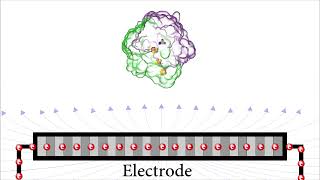 Modeling of the Electrostatic Interaction of NiFe Hydrogenases on a Planar Electrode [upl. by Ardnasac]