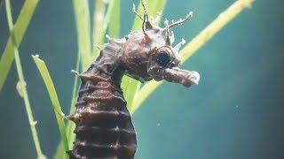 Un mâle hippocampe accouche en direct  ZAPPING SAUVAGE [upl. by Aarika]