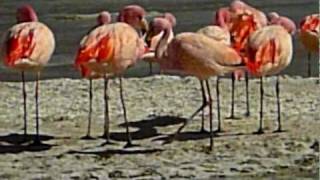 BOLIVIA  High altitude Lagunas with pink flamingos [upl. by Tisman]