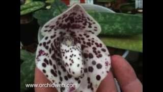 OrchidWeb  Paphiopedilum bellatulum [upl. by Eibmab473]