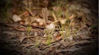 Superb Fairywren Superb BlueWren or Blue Wren Malurus cyaneus ♀  Prachtstaffelschwanz 1 [upl. by Ayaladnot847]