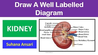 Human Kidney Labeled Diagram Drawing [upl. by Deonne]