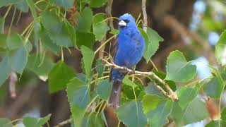 Blue Grosbeak singing [upl. by Epuladaug]