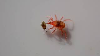 Snout mite attacks tiny springtail [upl. by Navonod522]