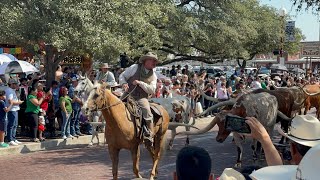 Fort Worth Stockyards Cattle Drive [upl. by Ahsimed]