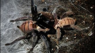 Tarantula mating  Chilobrachys fimbriatus mating [upl. by Viviane]