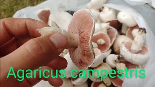 How to Pick Meadow Mushrooms [upl. by Econah45]