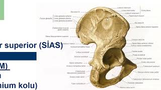 Genel Anatomi 8in 2si Alt taraf kemikleri İnsan Anatomisi TUS DUS SBF Soru çözümü Arasınav [upl. by Llenaj]