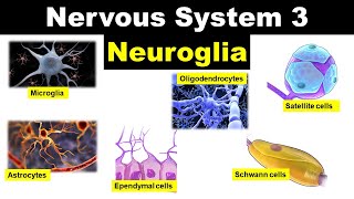 Nervous system 3  Neuroglia  Glial cells  Astrocytes  Oligodendrocytes  Microglia  Ependyma [upl. by Trace]