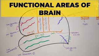 Functional Areas of Brain  1  Sulci amp Gyri [upl. by Ylyl]