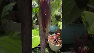 Amorphophallus spectabilis [upl. by Drahnreb]