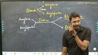 L14  Polysaccharides  Carbohydrate  Biomolecules  Class 11th  NEET [upl. by Asilrahc]