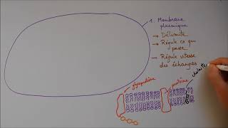 Structure cellulaire 1  Membrane noyau appareil de Golgi [upl. by Yditsahc]