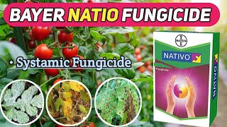 BAYER NATIO FUNGICIDE  natio fungicide  bayer natio [upl. by Jezabelle883]