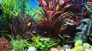 Aquarium Screensaver Fishtank 1080p HD  AMAZON  Aquarium Downloadscom [upl. by Berget38]