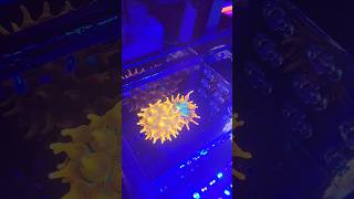 Mesmerizing Starburst Anemone aquarium colors nemo [upl. by Lorenz]