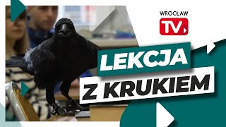 W tym wrocławskim liceum historii uczy kruk Zobaczcie skąd się tam wziął  Wrocław TV [upl. by Malinda627]