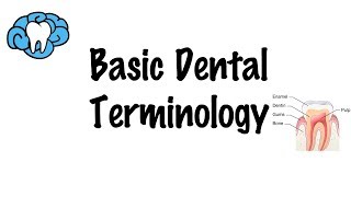 Basic Dental Terminology [upl. by Lienhard]