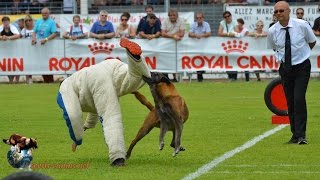 2015  Championnat de France Ring à Domérat Dream du Banc des Hermelles  Céline Delcenserie [upl. by Beckerman]