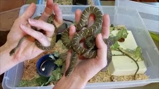 How to Care for EggEating Snakes [upl. by Warenne]