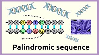 palindromic sequence [upl. by Bremble]