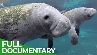 Manatees and Dugongs in Danger  Blue Realm  Free Documentary Nature [upl. by Faso]