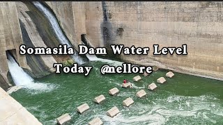 Somasila Dam Water Level Today nellore [upl. by Nalahs22]