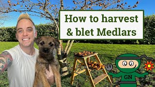 How to harvest amp blet medlars the only winter fruiting tree [upl. by Naired192]