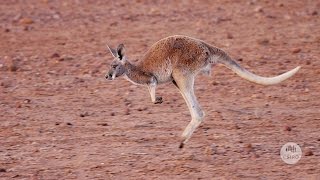 Australias Marsupials [upl. by Hgielhsa968]