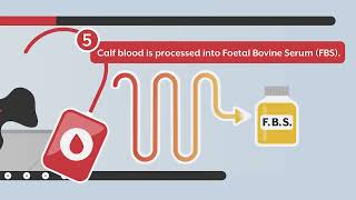 Foetal Bovine Serum Manufacturing Process [upl. by Evanne]