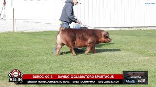 DUROC 908  quotAll Inquot Bred Gilt Sale  Nov 16th 2024 [upl. by Hcnarb519]