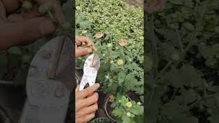 Pruning plant trending natureplants viralshorts youtubeshort pruning prune dahlia [upl. by Mihe]