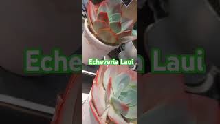 Echeveria Laui plants shortsvideoshort short [upl. by Yevrah]