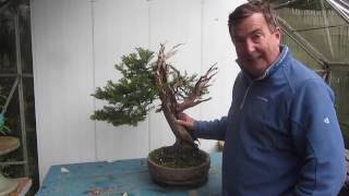 Trimming a Yew Bonsai [upl. by Imoyn]