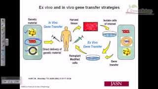 Gene therapy lecture 3  in vitro gene therapy [upl. by Drofwarc]