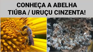 Conheça a abelha Tiúba Uruçú Cinzenta  Melipona fasciculata ABELHASNATIVAS ASF [upl. by Suirada55]