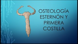 Osteología del esternón y primera costilla [upl. by Pascasia691]