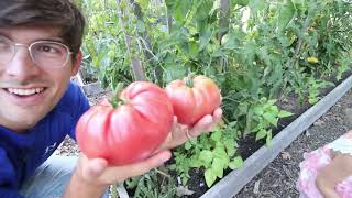 Harvesting The Largest and Most Unique Heirloom Tomatoes We Have Ever Grown [upl. by Nennahs]