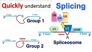 Splicing [upl. by Carter]