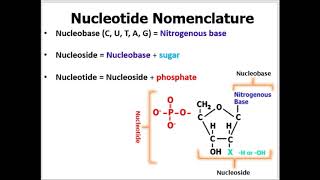 Nomenclature of Nucleotides Made EASY to Understand With Examples [upl. by Fine609]